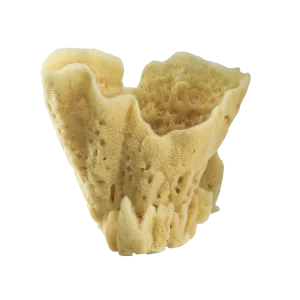 Natural Sea Sponge Vase
